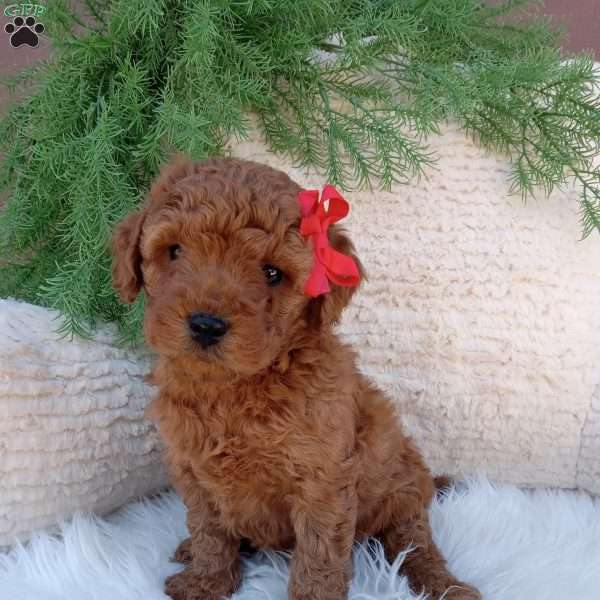 Ace, Mini Goldendoodle Puppy