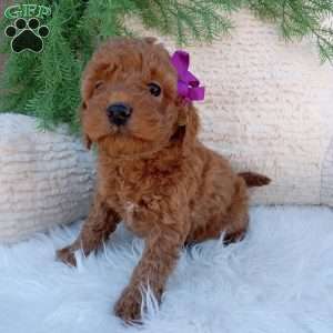 Millie, Mini Goldendoodle Puppy