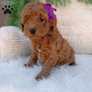 Millie, Mini Goldendoodle Puppy