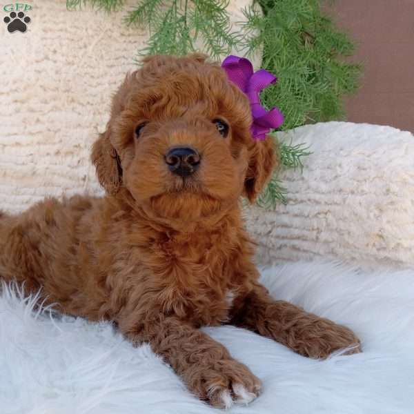 Millie, Mini Goldendoodle Puppy