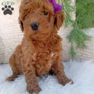 Millie, Mini Goldendoodle Puppy