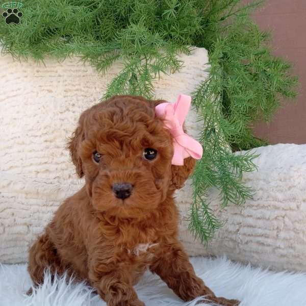 Marley, Mini Goldendoodle Puppy