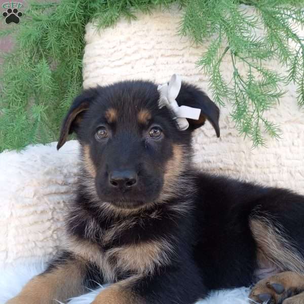Dallas, German Shepherd Puppy