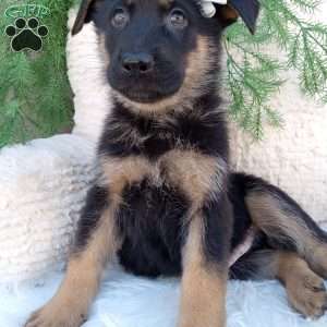 Dallas, German Shepherd Puppy