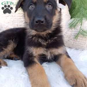 Dallas, German Shepherd Puppy