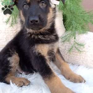 Dallas, German Shepherd Puppy