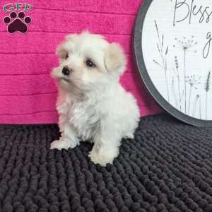Zach, Maltese Puppy