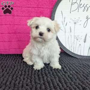 Zach, Maltese Puppy