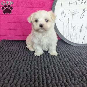 Zach, Maltese Puppy