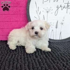Zach, Maltese Puppy