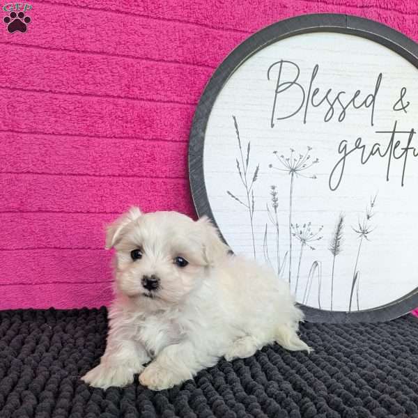 Zoey, Maltese Puppy