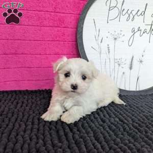 Zoey, Maltese Puppy