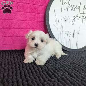 Zoey, Maltese Puppy