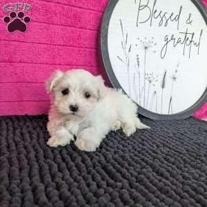 Zoey, Maltese Puppy