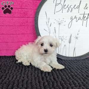 Zoey, Maltese Puppy