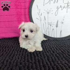Zoey, Maltese Puppy