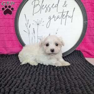 Zoey, Maltese Puppy
