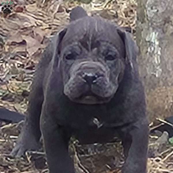 Blue, Cane Corso Puppy