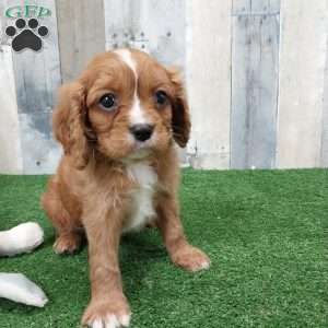 Connor, Cavalier King Charles Spaniel Puppy