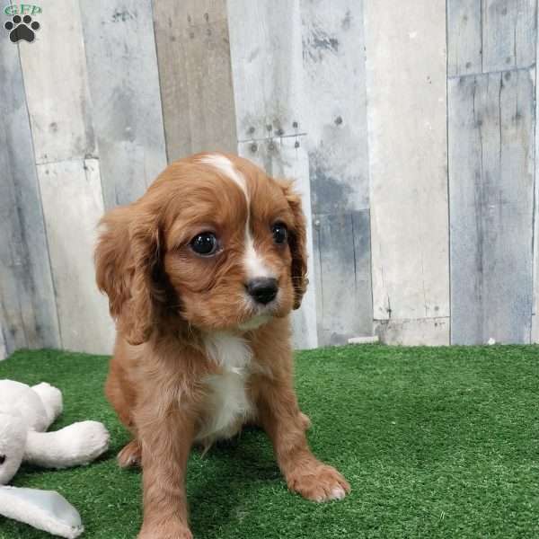 Connor, Cavalier King Charles Spaniel Puppy