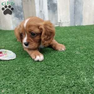 Connor, Cavalier King Charles Spaniel Puppy