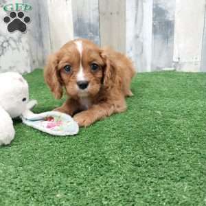 Connor, Cavalier King Charles Spaniel Puppy