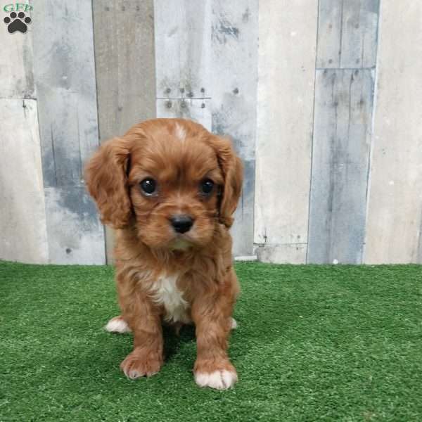 Cody, Cavalier King Charles Spaniel Puppy