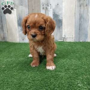 Cody, Cavalier King Charles Spaniel Puppy