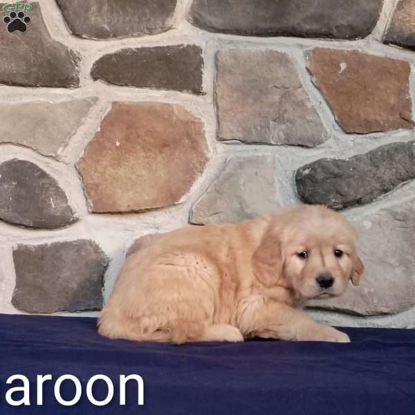 Hannah, Golden Retriever Puppy