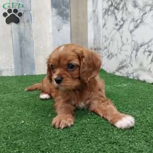 Cody, Cavalier King Charles Spaniel Puppy