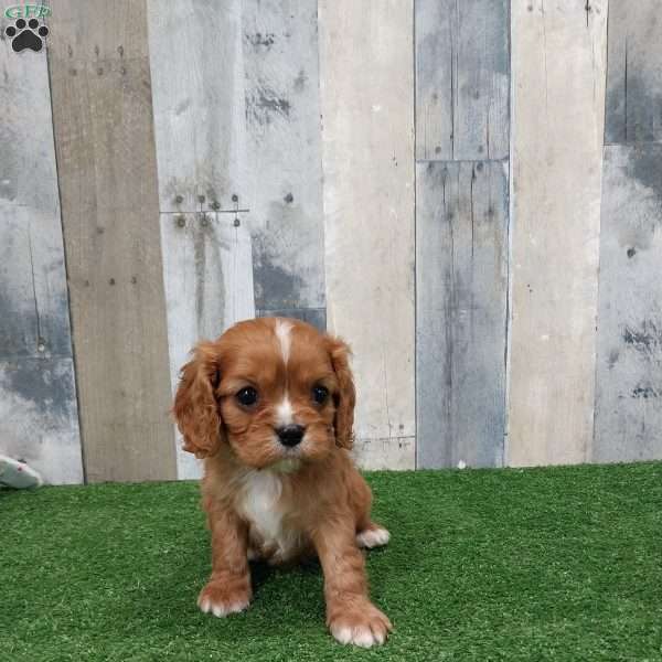 Caleb, Cavalier King Charles Spaniel Puppy