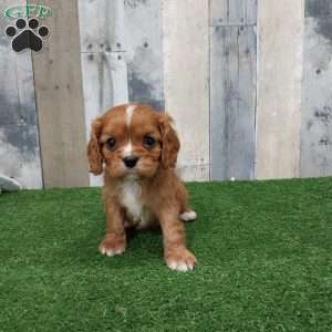 Caleb, Cavalier King Charles Spaniel Puppy