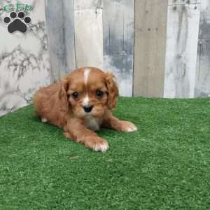Caleb, Cavalier King Charles Spaniel Puppy