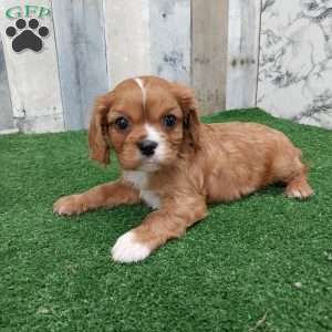 Calvin, Cavalier King Charles Spaniel Puppy