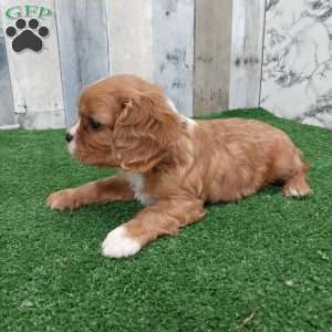 Calvin, Cavalier King Charles Spaniel Puppy