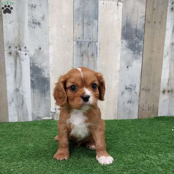 Calvin, Cavalier King Charles Spaniel Puppy