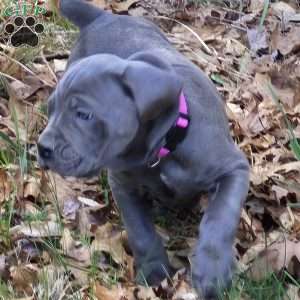 Pearl., Cane Corso Puppy