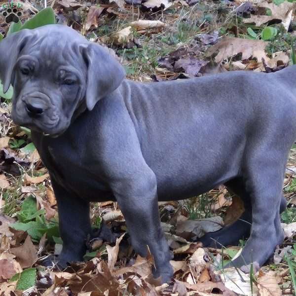 Pearl., Cane Corso Puppy