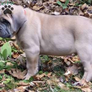 Bear, Cane Corso Puppy