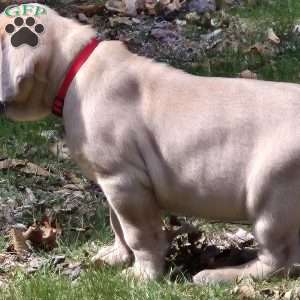 Bear, Cane Corso Puppy