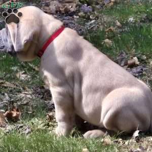 Bear, Cane Corso Puppy
