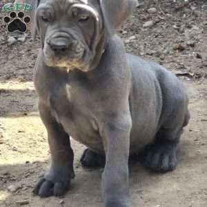 Pearl., Cane Corso Puppy