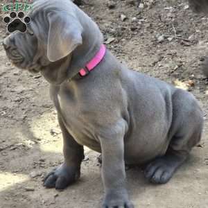 Pearl., Cane Corso Puppy