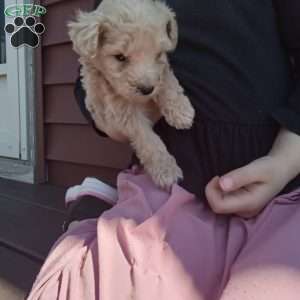 Biscuit, Miniature Poodle Puppy