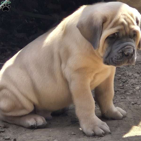 Bear, Cane Corso Puppy