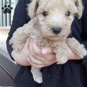 Biscuit, Miniature Poodle Puppy