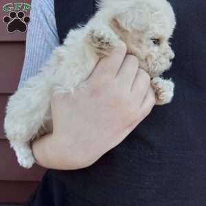 Honey, Miniature Poodle Puppy
