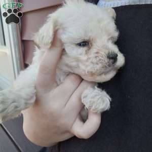 Honey, Miniature Poodle Puppy