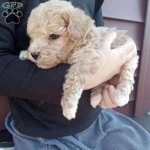 Peanut, Miniature Poodle Puppy