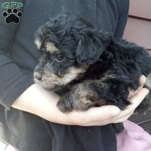 Franklin, Miniature Poodle Puppy